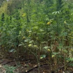 FUP otkrio plantažu sa 177 stabljika kanabisa, dvije osobe uhapšene