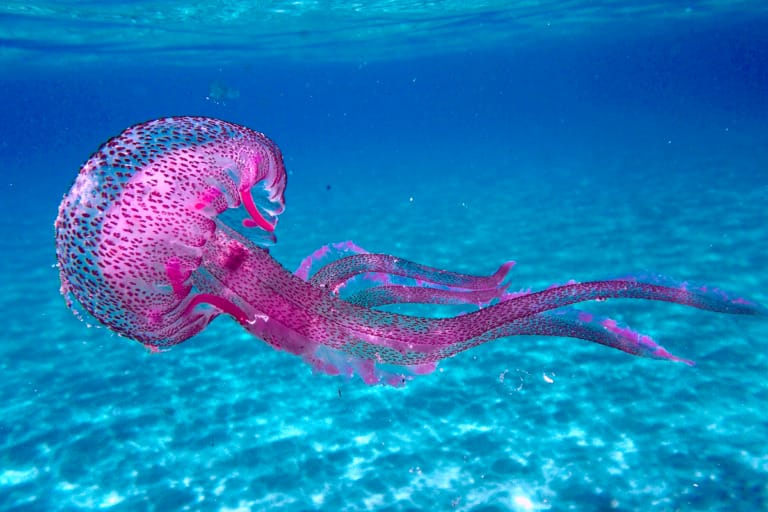 meduza