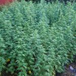Plantaže kanabisa otkrivene u BiH, FUP provodi akciju Marihuana, hapsenja