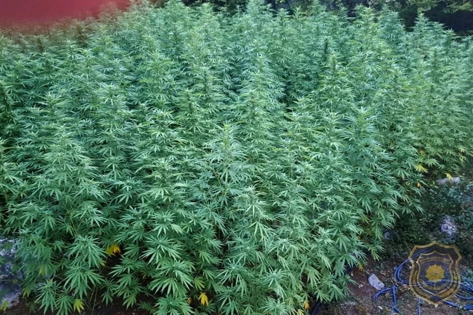dreznica Marihuana, hapsenja