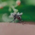 Troje ljudi u Hrvatskoj zaraženo virusom Zapadnog Nila