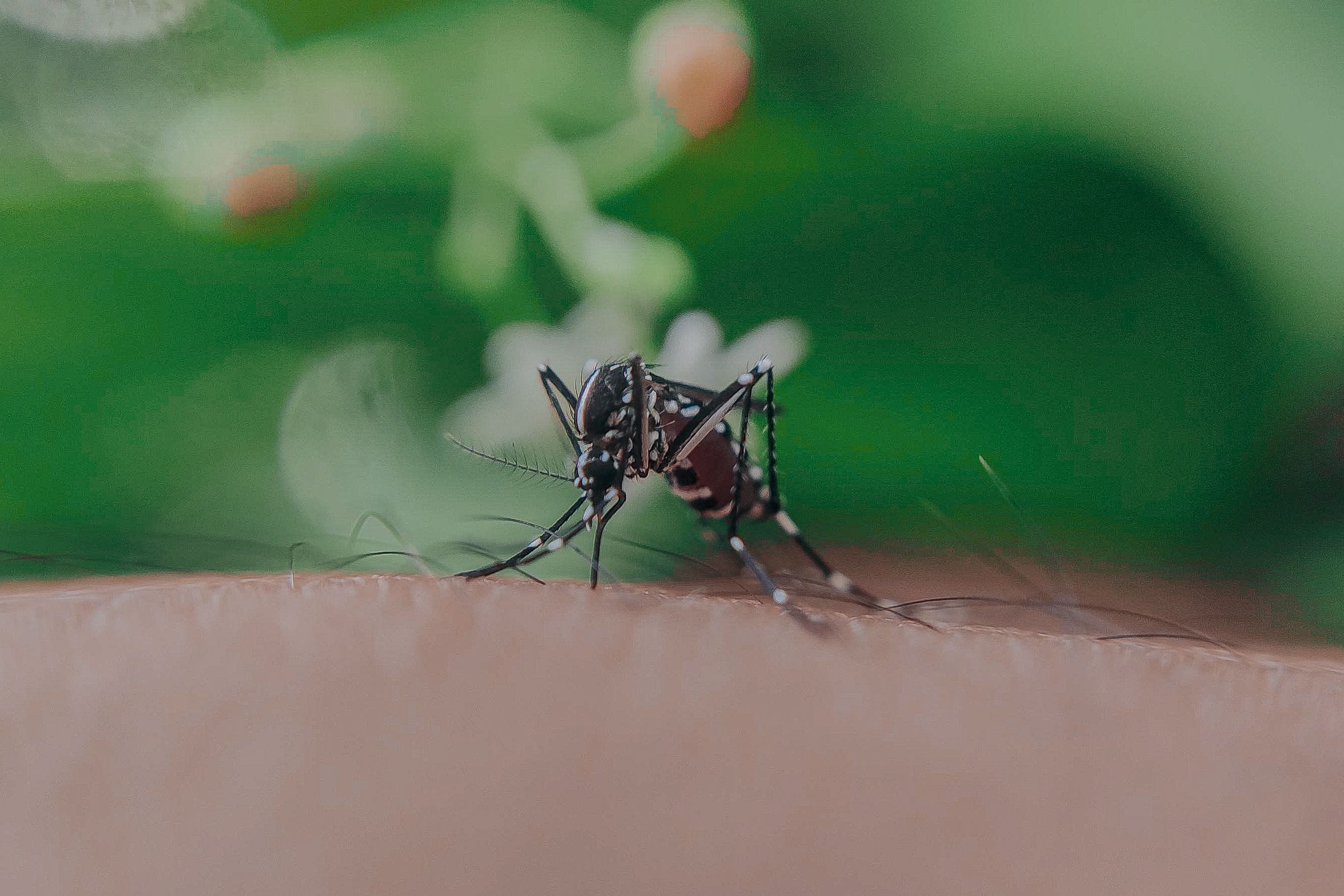 komarac Troje ljudi u Hrvatskoj zaraženo virusom Zapadnog Nila