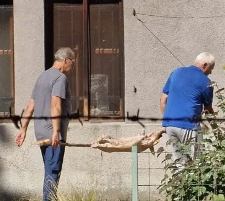 IMG_1217_2026-09-20-183250_toby Prase pekli u Botaničkoj bašti u Sarajevu: Zemljaski muzej traži reakciju nadležnih