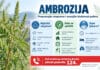 Ambrozija u sezoni cvjetanja: Prepoznajte simptome i smanjite izloženost polenu
