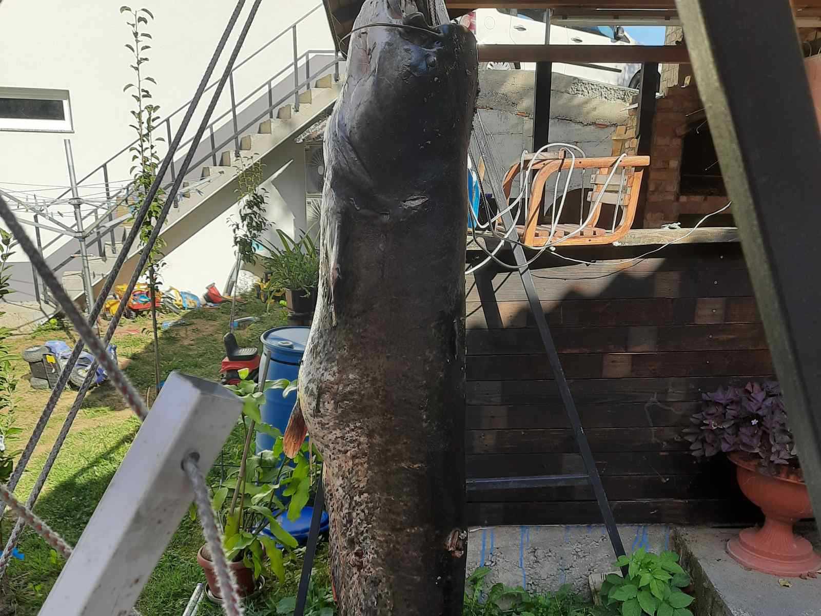 Zijo iz Tuzle na Modračkom jezeru ulovio soma teškog 53 kilograma