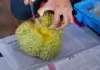 Durian: Voće toliko neugodnog mirisa da je zabranjeno u hotelima Durian: Voće toliko neugodnog mirisa da je zabranjeno u hotelima