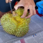 Durian: Voće toliko neugodnog mirisa da je zabranjeno u hotelima