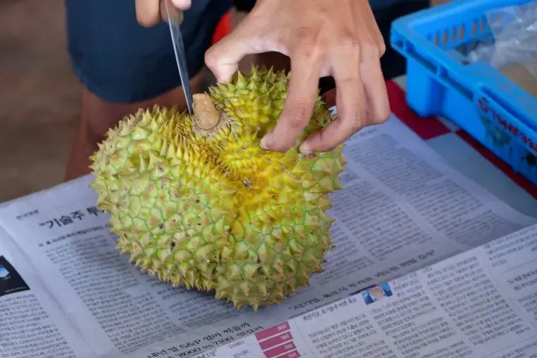 durian voce Durian: Voće toliko neugodnog mirisa da je zabranjeno u hotelima