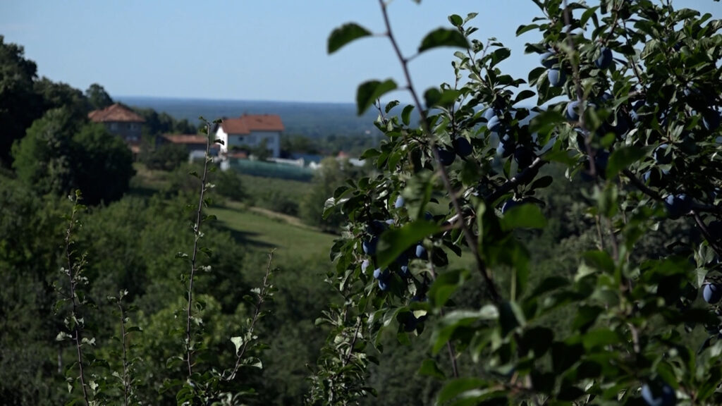 Gradačac: Od Kule Zmaja od Bosne do jezera i okusa šljive