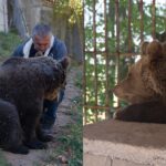Neobična priča s Ozrena: Medvjedice Maša i Ljubica odrastaju uz porodicu Tubić