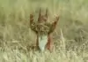 Od medvjeda koji „vježba“ do namrštene sove: Najsmješnije fotografije životinja 2026. Nikon Comedy Wildlife Awards