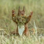 Od medvjeda koji „vježba“ do namrštene sove: Najsmješnije fotografije životinja 2026. Nikon Comedy Wildlife Awards