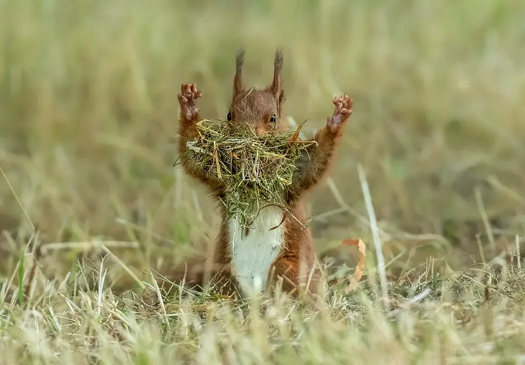 vjeverica Nikon Comedy Wildlife Awards